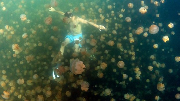 Palau Jellyfish Lake 